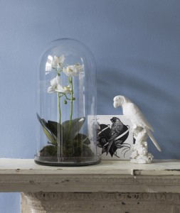 Orchid Bell Jar, Graham and Green